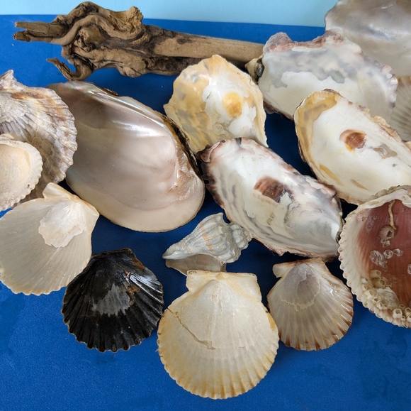 Sea Shell and Driftwood Bundle - Picture 4 of 4